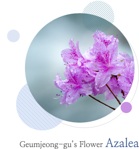 Geumjeong-gu’s Flower: azalea