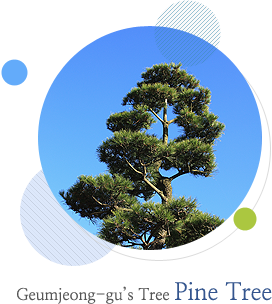 Geumjeong-gu’s Tree: Pine Tree