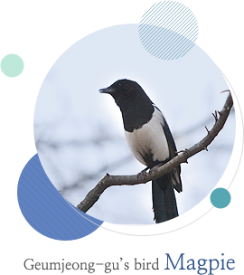 Geumjeong-gu’s Bird: Magpie