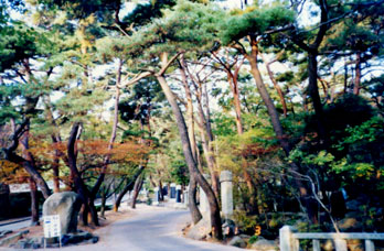 The 1st Scenic Spot Eosan Mountain Old Pine