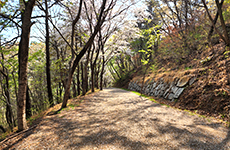 Forest Trail