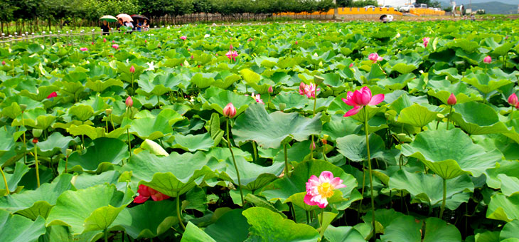 莲花沼泽地