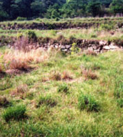 Site of Haewolsa Temple