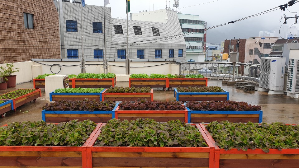 今사랑 나눔옥상텃밭가꾸기 사업 2