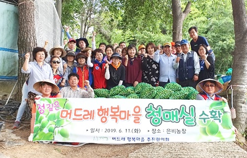 2019-청매실-수확